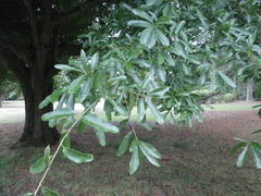 Pyrus
