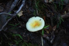 Austropaxillus statuum
