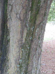 Pyrus