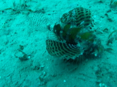 Dendrochirus hemprichi