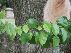 Pyrus