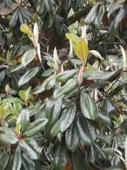 Magnolia grandiflora