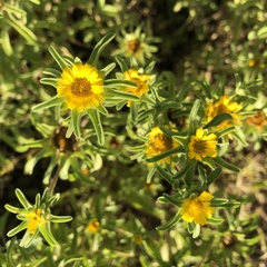 Asteriscus aquaticus