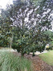 Magnolia grandiflora