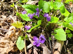 Viola selkirkii
