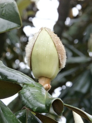Magnolia grandiflora