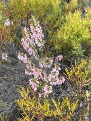 Erica filipendula