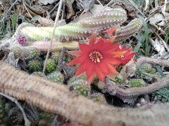 Lobivia silvestrii