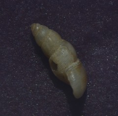 Onoba aculeus