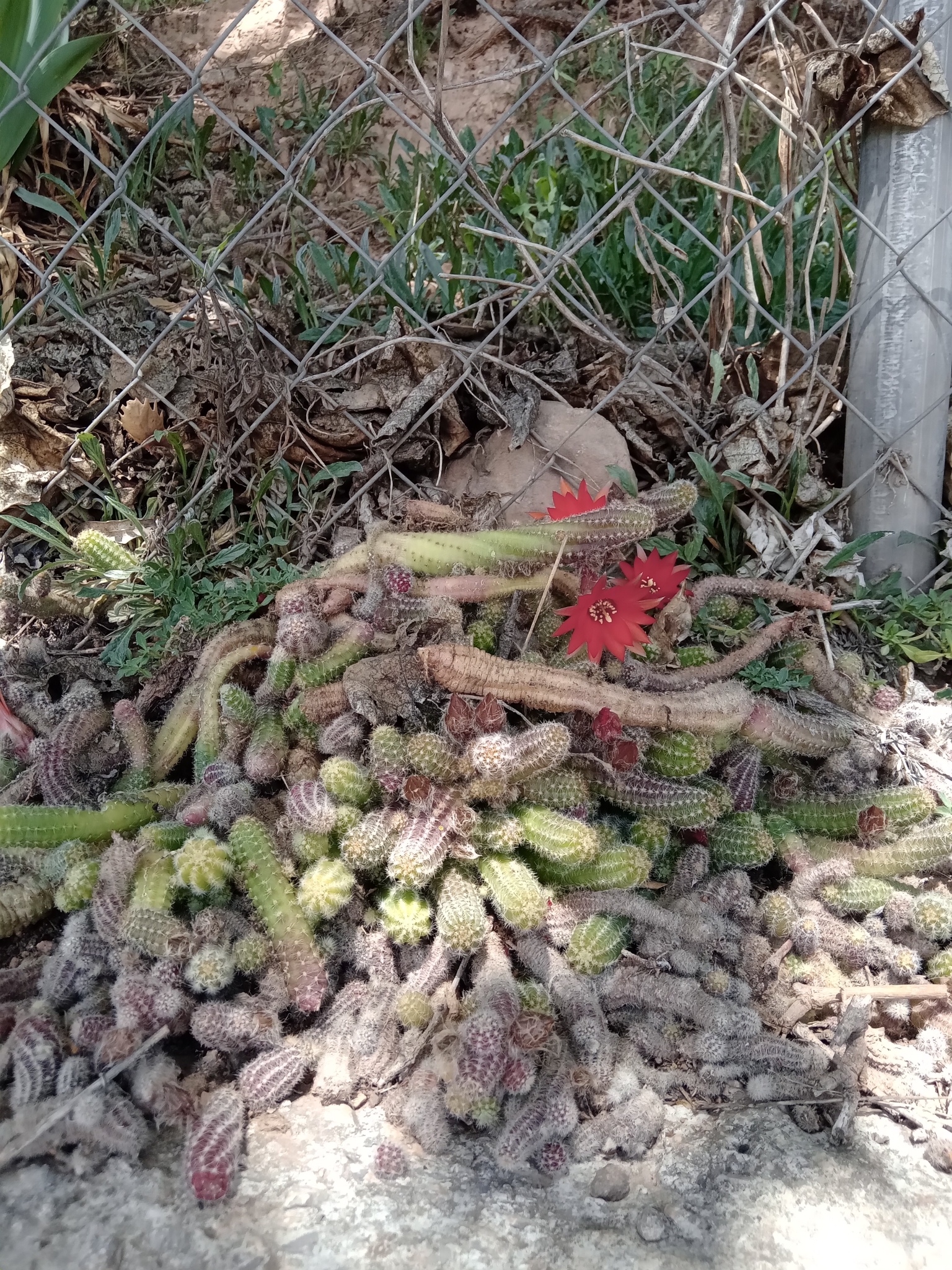 Imagem de Cacto-amendoim