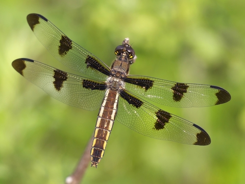 Twelve-spotted Skimmer, photo 7 of 9