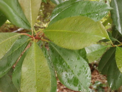 Angiospermae