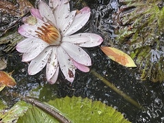Nymphaea lotus