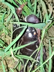Johngarthia weileri