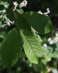 Prunus padus