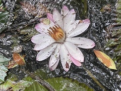 Nymphaea lotus