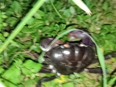 Johngarthia weileri