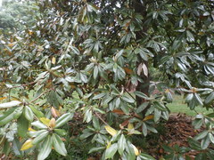 Magnolia grandiflora
