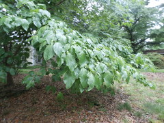 Angiospermae