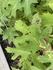 Cercospora hydrangeae