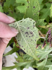 Cercospora hydrangeae