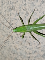 Ruspolia fuscopunctata