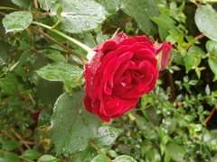 Rosa