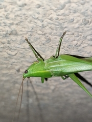 Ruspolia fuscopunctata