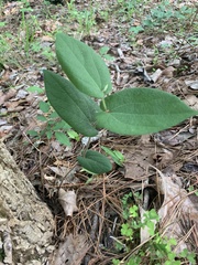 Aristolochia reticulata