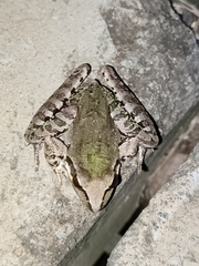 Ptychadena newtoni