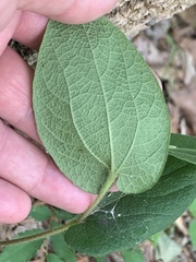 Aristolochia reticulata