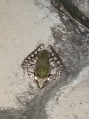 Ptychadena newtoni