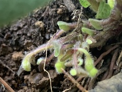 Aristolochia reticulata