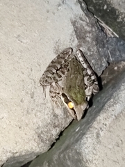 Ptychadena newtoni