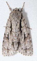 Acronicta lobeliae