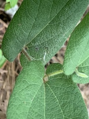 Aristolochia reticulata