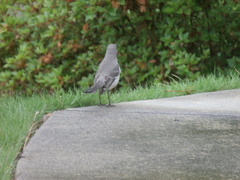 Mimus polyglottos