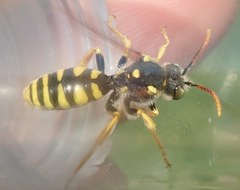 Nomada nobilis