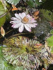 Nymphaea lotus