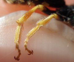 Nomada nobilis
