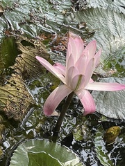 Nymphaea lotus