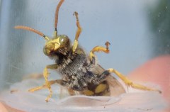 Nomada nobilis