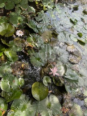 Nymphaea lotus
