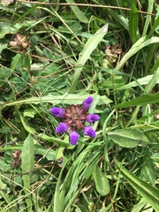Prunella grandiflora