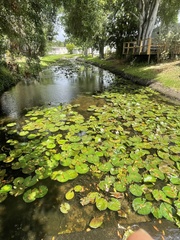 Nymphaea lotus