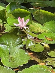 Nymphaea lotus