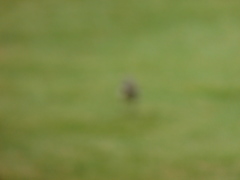 Mimus polyglottos