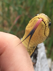 Thamnophis atratus