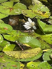 Nymphaea lotus