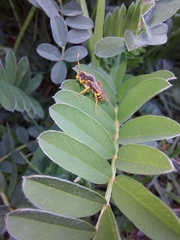 Nomada goodeniana